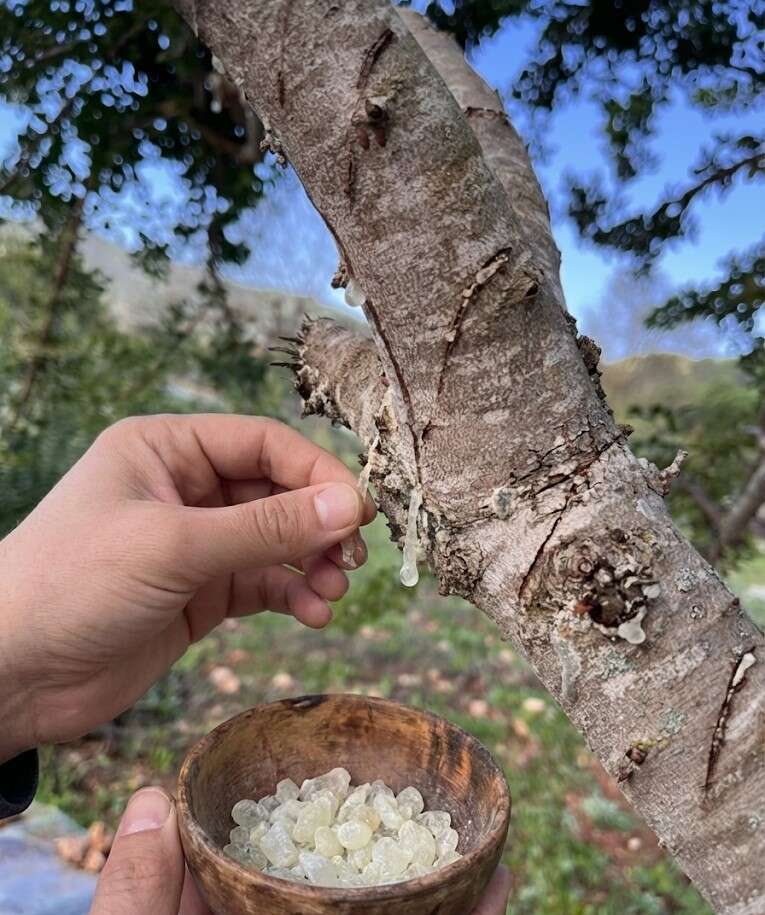 Kırsalda Kalkınma Hamlesi: Sakız Ağacı Bahçesi Dikkat Çekiyor 4